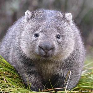 wombat
