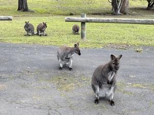 lvhawallabies